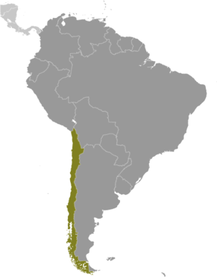 Chile locator map
